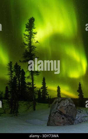 In der Winternacht leuchten Nordlichter über einem borealen Wald und verschneiten Boden in Kanada Stockfoto