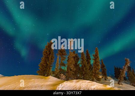 Nordlichter beleuchten den borealen Wald unter einem Sternenhimmel im Winter in Kanada Stockfoto