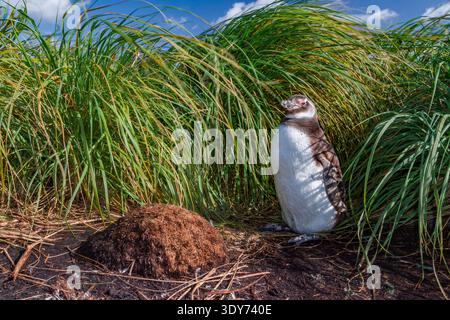 Magellanic Pinguin Küken steht während der Brutsaison in der Nähe des Brutplatzes im Gras der Gypsey Cove, Falkland Islands Stockfoto