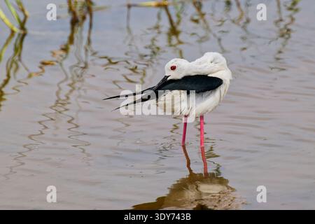 Der Schwarzflügelpfahl steht im flachen Wasser und reflektiert am Nachmittag in Sri Lanka auf der Oberfläche in Feuchtgebieten Stockfoto