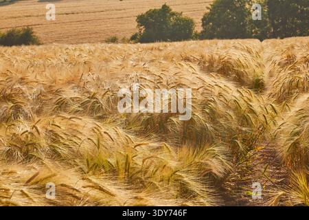Feld mit fast reifer Gerste, bereit für die Ernte im Spätsommer in der Nähe von Teignmouth in Devon, Großbritannien Stockfoto