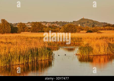 Blick bei abendlichem Sonnenlicht auf das Glastonbury Tor über das Naturschutzgebiet Ham Wall in Somerset, Großbritannien Stockfoto