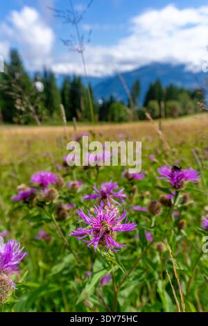 Die Biene sammelt Nektar von Kornblumen unter sonnigem Himmel in Bruckberg Stockfoto