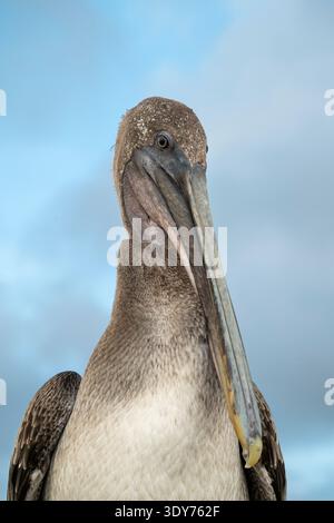 Der braune Galapagos-Pelikan steht am frühen Morgen auf der Isla Isabela auf den Galapagos-Inseln in Ecuador vor einem blauen Himmel Stockfoto