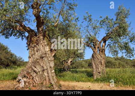 Olivenhain mit tausendjährigen Olivenbäumen in einem ländlichen Hotel in der Region Alentejo in Portugal Stockfoto