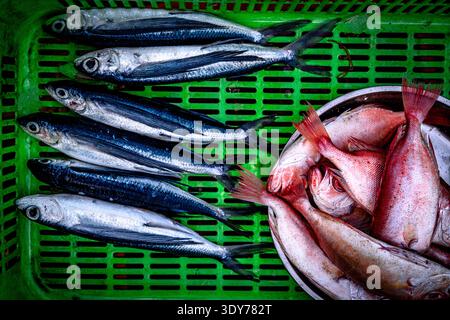 Frischer Fisch auf dem Tam Tien Fish Market während der Morgenstunden in Zentral-Vietnam Stockfoto