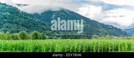 Blick auf grüne Felder und Berge mit Wolken im Sommer in der Nähe von Kaprun in Salzburg Österreich Stockfoto