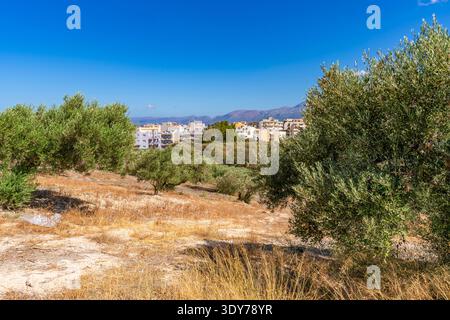 Blick auf Olivenbäume und eine Stadt an einem sonnigen Tag auf Kreta, Griechenland, mit Natur und Gebäuden Stockfoto