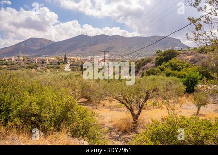 Blick auf Olivenbäume und Berge in der Nähe des Dorfes Piskopiano auf Kreta, Griechenland unter bewölktem Himmel mit lokaler Vegetation im Vordergrund Stockfoto