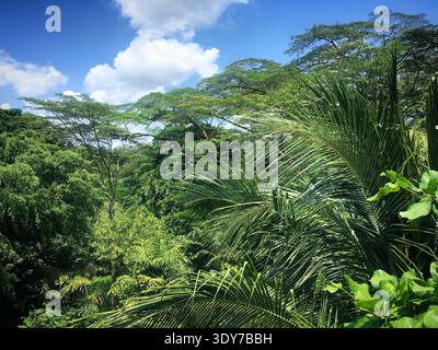 Tropical Trees in Forest Walk in Singapur, Februar 2019 Stockfoto