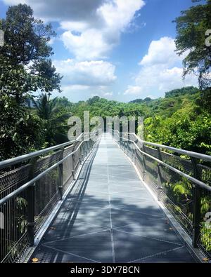 Forest Walk Bridge im tropischen Wald in Singapur, Februar 2019 Stockfoto