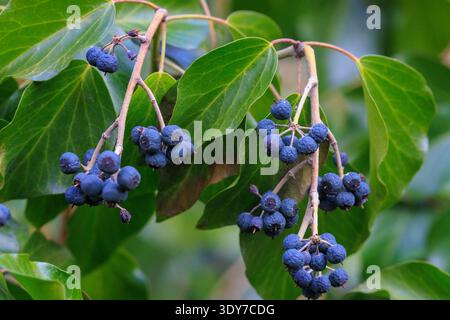 Efeubeeren (Hedera Helix) auf Zweig mit grünen Blättern Stockfoto