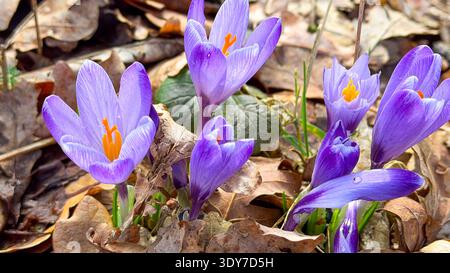 Violette Krokusblüten blühen zwischen getrockneten Blättern in einer natürlichen Umgebung, mit leuchtenden Blütenblättern und kontrastierenden orangefarbenen Staubblättern im frühen Frühjahr Stockfoto