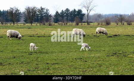 Schaf-Gruppe weidet auf einer üppig grünen Weide mit zwei Lämmern im Vordergrund, umgeben von Bäumen und offenen Feldern unter einem bewölkten Himmel Stockfoto
