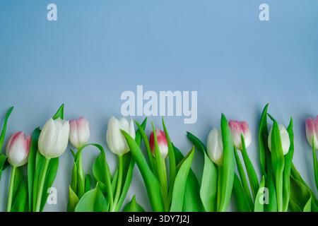 Reihe rosafarbener und weißer Tulpen auf blauem Hintergrund, Stockfoto