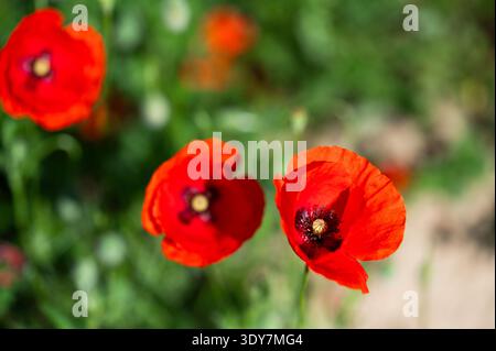 Rote Mohnblumen mit weichem grünem Hintergrund, wilde Mohnblumen blühen auf dem Land Stockfoto