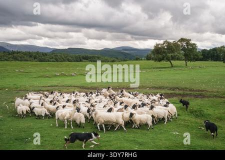 Border Collies hüten eine große Schar von Blackface-Schafen über ein grünes Feld in den schottischen Highlands Stockfoto