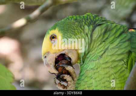 Nahaufnahme eines gelbköpfigen Amazonas-Papageiens, der auf einem Baum eine Walnuss hält und isst. Stockfoto