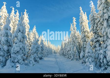 Schneebedeckte immergrüne Bäume säumen einen ruhigen Waldweg unter einem klaren, blauen Winterhimmel, der in hellem Sonnenlicht und Gelassenheit erstrahlt. Stockfoto