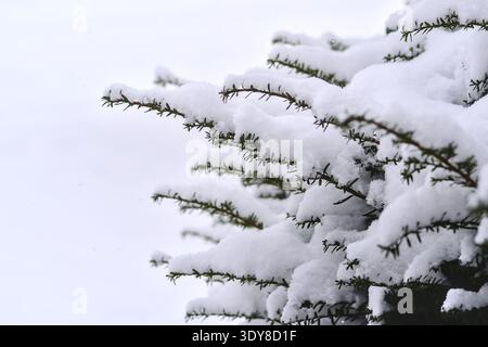 Äste einer kanadischen Eibe (auch bekannt als Taxus canadensis, kanadische Eibe) mit starkem Schnee an einem verschneiten Tag im Winter. Stockfoto