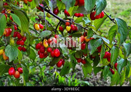 Früchte und Hartholzblätter auf einem Baumzweig Stockfoto