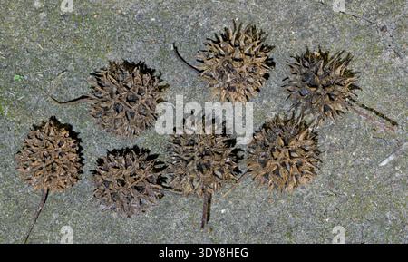 Amerikanische Süßgummi-Samen-Schoten Liquidambar styraciflua Natur auf dem Boden. Stockfoto