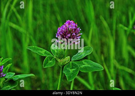 Makrofoto Naturfeld blühende Kleeblume. Hintergrund Textur grüner Klee mit rosa Blüten. Ein Bild von einem blühenden Kleeblatt. Stockfoto