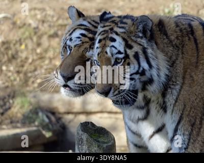 Nahaufnahme eines Tigerpaares (Panthera tigris), ein Porträt, das den kräftigen Blick und das gestreifte Pelzmuster dieser bedrohten Großkatzen einfängt Stockfoto