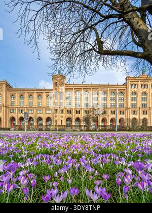 Blühende Krokusse im Frühjahr an der Maximilianstraße in München, Bayern, Deutschland, Europa Stockfoto