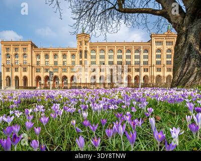 Blühende Krokusse im Frühjahr an der Maximilianstraße in München, Bayern, Deutschland, Europa Stockfoto