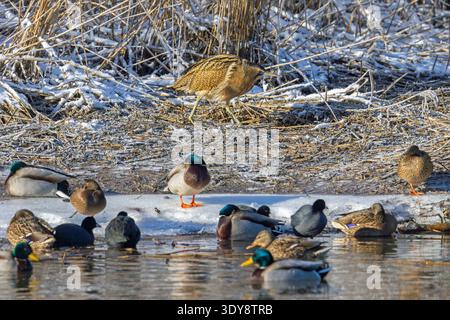 Eurasische Bittern / große Bitterkeit (Botaurus stellaris), die sich im Winter am Seeufer mit ausruhenden Stockenten entlang schneebedecktem Schilf / Schilf ernährt Stockfoto