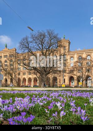 Blühende Krokusse im Frühjahr an der Maximilianstraße in München, Bayern, Deutschland, Europa Stockfoto