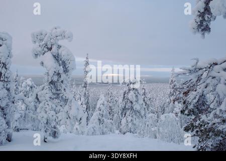 Majestätische, schneebedeckte Bäume stehen hoch, wenn die Sonne untergeht, und werfen einen sanften Glanz über die Winterlandschaft von Akaslompolo, Lappland. Eine malerische Szene von Stockfoto