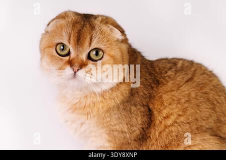 Golden Scottish Fold Katzenporträt auf weißem Hintergrund. Süße Ingwerkatze mit grünen Augen, die in die Kamera schauen Stockfoto