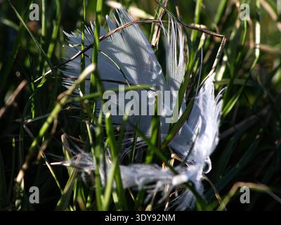 Nahaufnahme der weißen Feder auf dem Gras Stockfoto