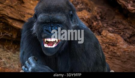 Silverback Gorilla zeigt Zähne im ausdrucksstarken Nahporträt, mächtiger Primat zeigt Emotionen und Dominanz. Stockfoto