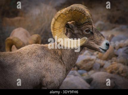 Wüsten-Bighorn-Schafböcke mit großen gebogenen Hörnern in der Wüste Anza Borrego Stockfoto