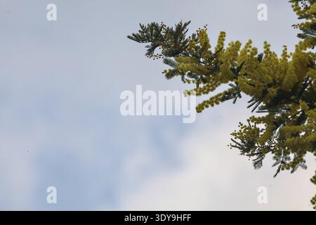 Mimosa-Pflanzenzweige in Blüte aus nächster Nähe mit dem Himmel als Hintergrund Stockfoto