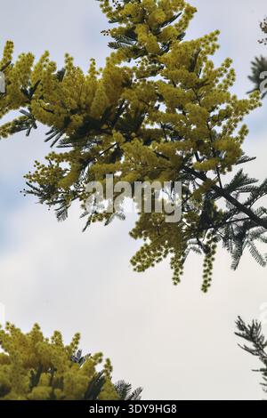Mimosa-Pflanzenzweige in Blüte aus nächster Nähe mit dem Himmel als Hintergrund Stockfoto