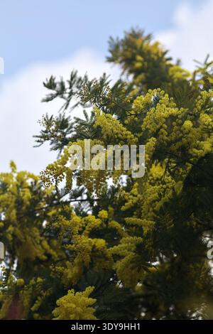 Mimosa-Pflanzenzweige in Blüte aus nächster Nähe mit dem Himmel als Hintergrund Stockfoto