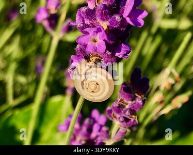 Eine zarte kleine Schnecke liegt sanft auf einer blühenden lila Lavendelblüte, die von warmem Sonnenschein beleuchtet wird. Stockfoto
