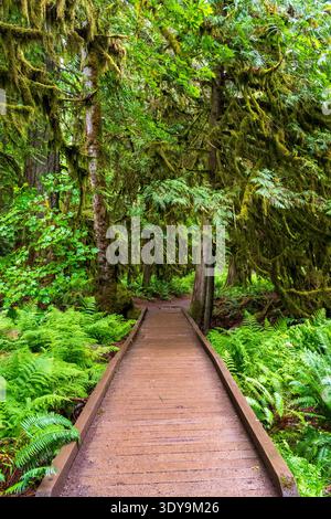 Ein Holzsteg schlängelt sich durch Cathedral Grove im MacMillan Provincial Park, der von Farnen umgeben ist und von dichtem Wald umgeben ist. Stockfoto