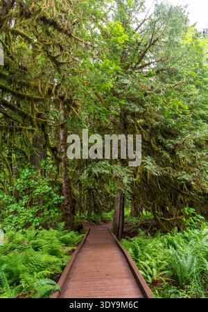 Eine hölzerne Promenade führt durch Cathedral Grove im MacMillan Provincial Park, mit Farnen entlang des Weges und moosbedeckten Ästen. Stockfoto