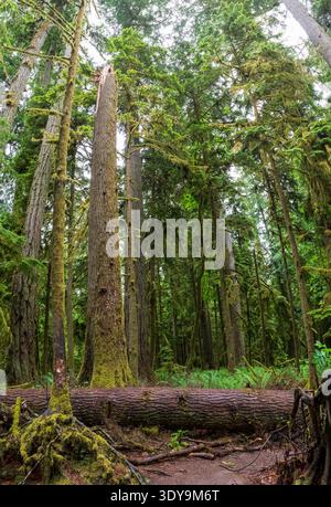 Ein Blick auf den alten Wald des Cathedral Grove im MacMillan Provincial Park mit stark moosbehafteten Bäumen im dichten Wald. Stockfoto