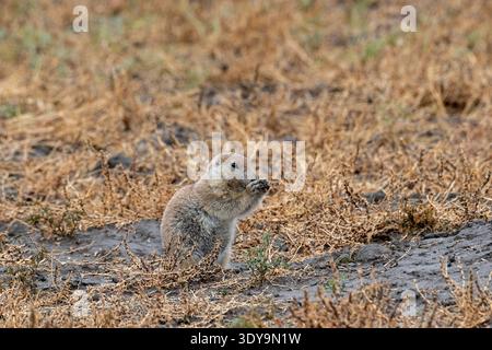 Ein Präriehund aus nächster Nähe greift getrocknetes Präriebad in seinen Pfoten, während er in seinem natürlichen Grasland-Nationalpark gefangen wird. Stockfoto