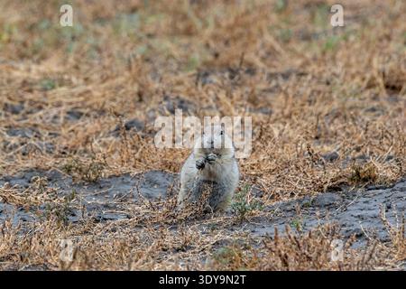 Ein Präriehund sitzt aufrecht auf der Prärie und hält getrocknetes Gras in den Pfoten, während er sich in der wilden Landschaft des Grasslands National Park ernährt. Stockfoto