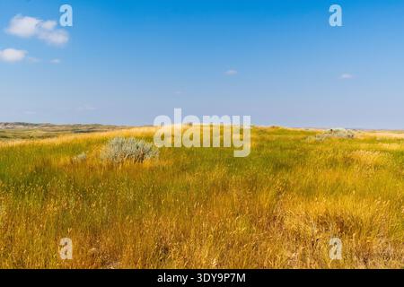 Hohe Gräser führen in die weit entfernten Badlands des Grasslands National Park, wo erodierte Schichten und Grate einen eindrucksvollen Kontrast zum Himmel bilden. Stockfoto