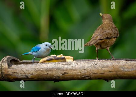 Eine tonfarbene Soße (Turdus gryi) und ein blau-grauer Tanager (Thraupis episcopus) fressen Bananen an einer Futterstation des tropischen Regenwaldes in Costa Stockfoto