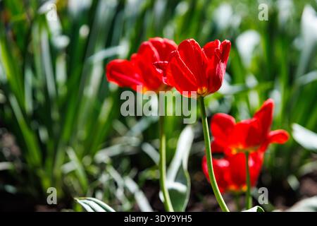Leuchtend rote Tulpen blühen im Frühlingsgarten mit weichem grünem Hintergrund, natürliche Blumentapete. Nahaufnahme von leuchtend roten Tulpen in voller Blüte unter der Sonne Stockfoto