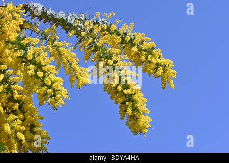 Cootamundra-Flechtblumen (Acacia baileyana). Immergrüner Baum der Fabaceae. Eine Nektar-Quellpflanze mit duftenden gelben Blüten, die im Frühjahr blühen. Stockfoto